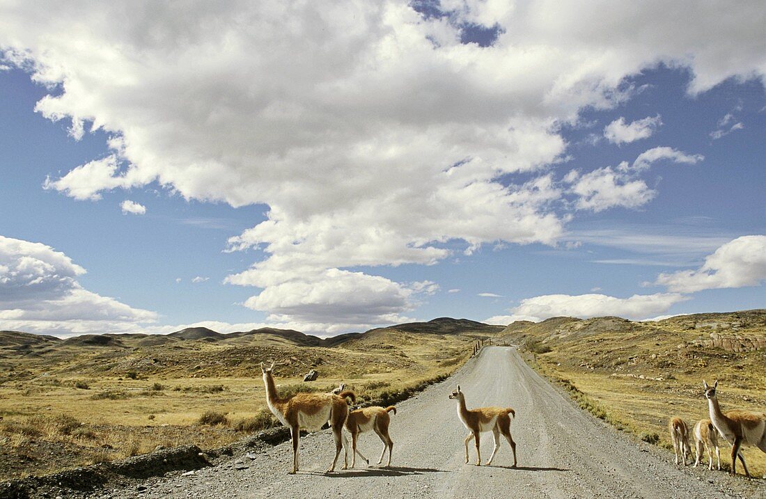 Guanaco Lama guanicoe crossing road, Chile   Guanaco is a camelid and closely related to the domestic Lama and Alpaca  America, South America, Chile, November 1999