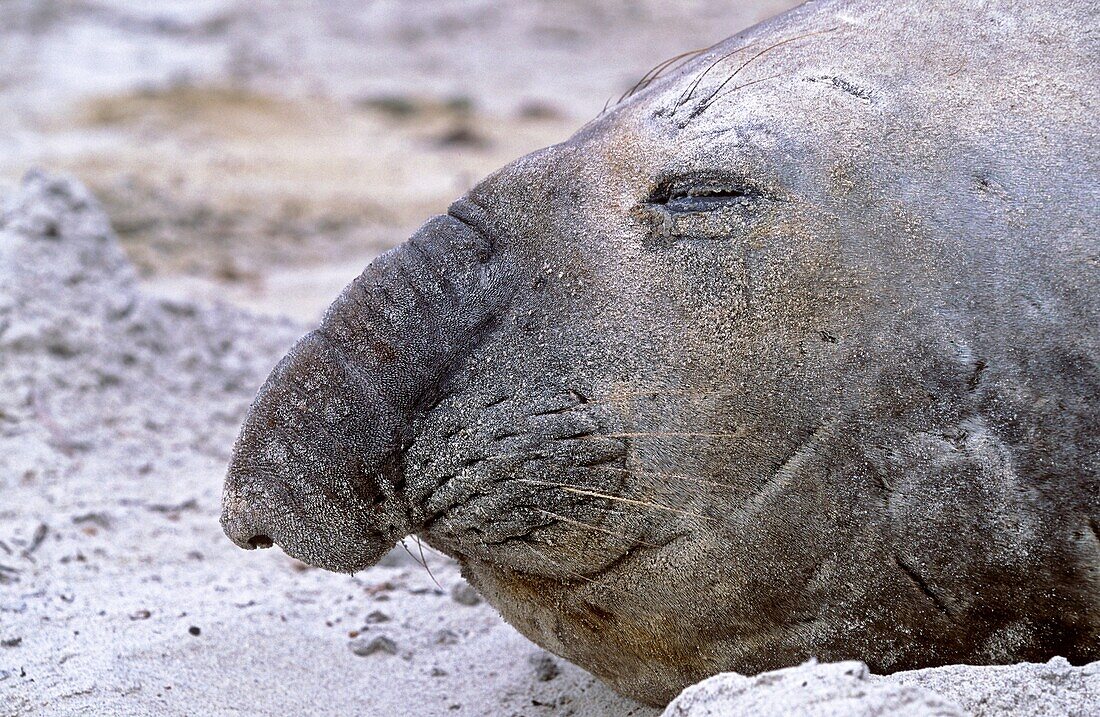 Southern Elephant Seal adult bull moulting on beach, Falkland Islands, January 2003