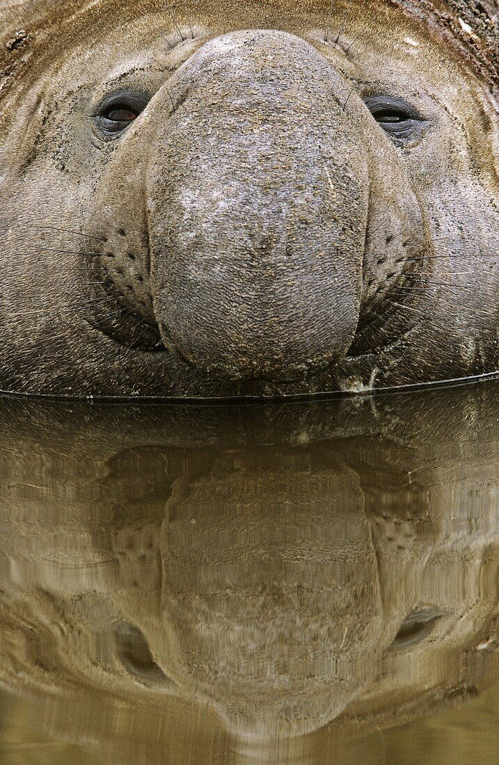 Southern Elephant Seal mirounga leonina portrait of bull during harem and mating season, face reflecting in water, Island of South Georgia, November 2003