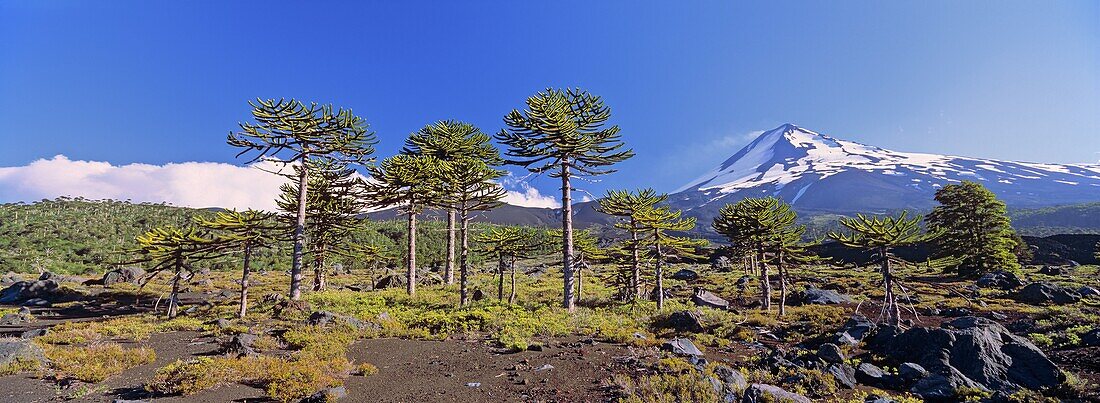 Volcan Llaima 3125m with stand of Monkey Puzzle trees Araucaria araucana   Conguillo National Park, Region La Araucania, Chile