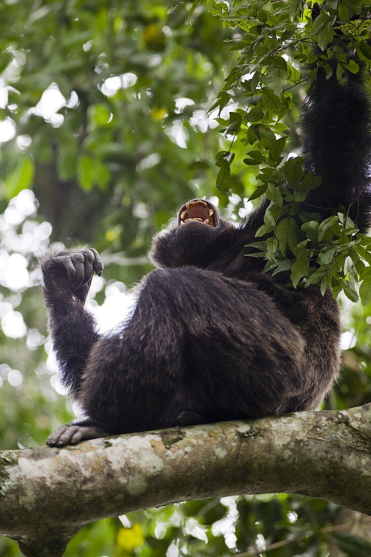 Common Chimpanzee pan troglodytes in the forest of Kyambura Gorge in Queen Elizabeth Nationl Park  Uganda, Africa