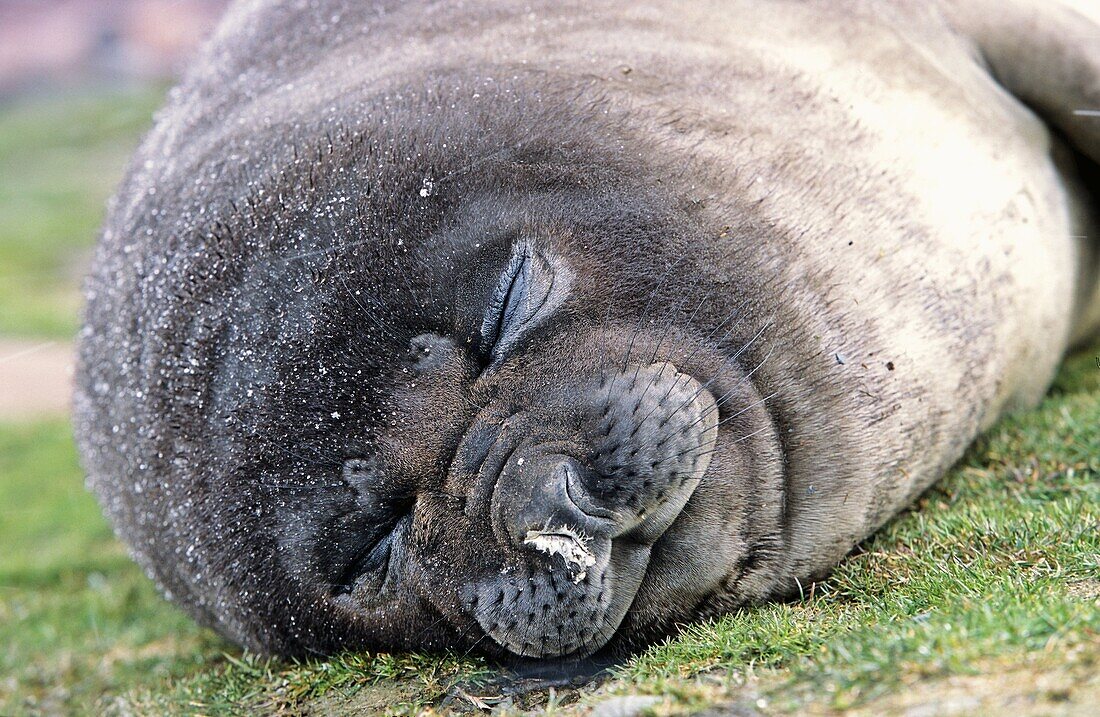 Southern Elephant Seal mirounga leonina portrait of pub, Island of South Georgia, November 2003