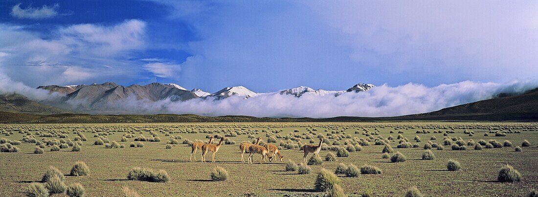 Vicuna Vicugna vicugna, Altiplano, Chile  Herd is grazing fresh grown grass  The thunderstorm clouds of the bolivian winter rainy saison in the background Vicuna are living in the cold Altiplano of the Andes Mountains  Their wool is one of the finest and