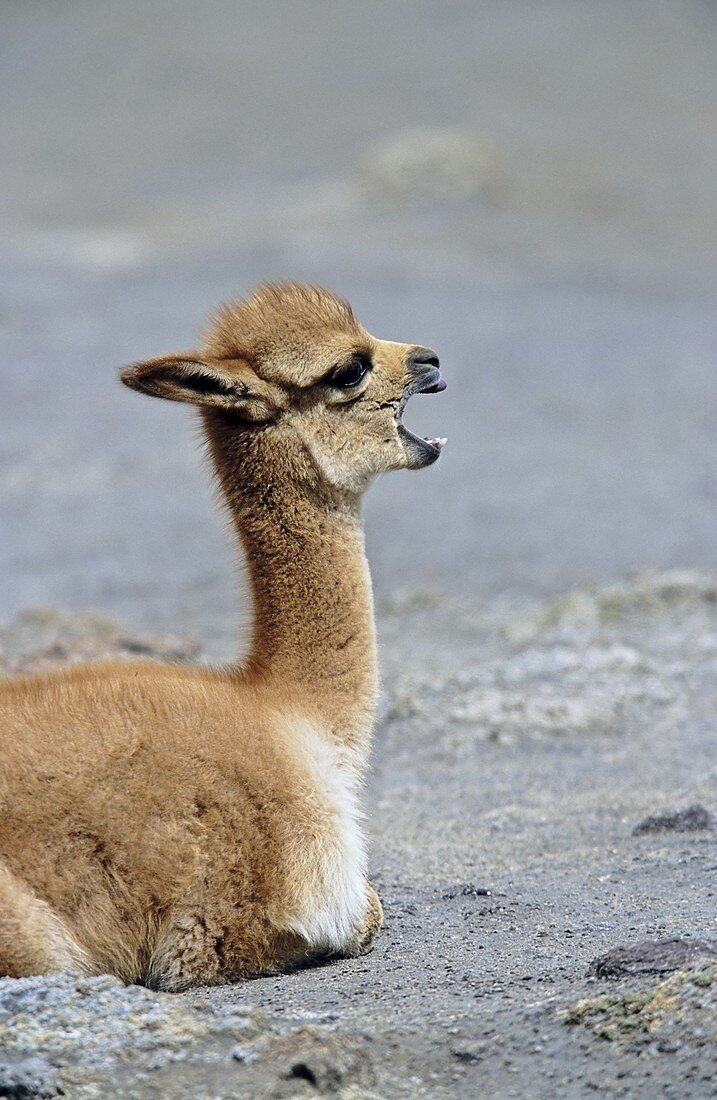 Vicuna Vicugna vicugna, Altiplano, Chile  portrait of calf Vicuna are living in the cold Altiplano of the Andes Mountains  Their wool is one of the finest and most expensive natural fibers world wide  During the times of the Inca only kings and high ranki