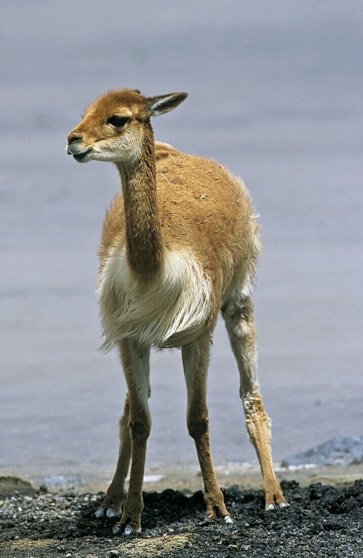 Vicuna Vicugna vicugna, Altiplano, Chile  adult at dung midden Vicuna are living in the cold Altiplano of the Andes Mountains  Their wool is one of the finest and most expensive natural fibers world wide  During the times of the Inca only kings and high r