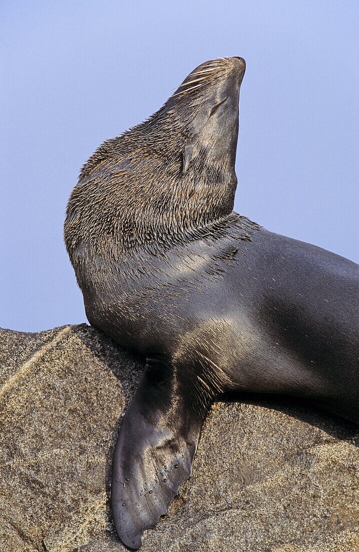 South American Fur Seal Arctocephalus australis, Chile, male, portrait of bull on rock America, South America, Chile, Pisagua, May 2002