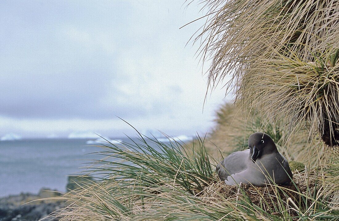 Light-mantled Albatross Phoebetria palpebrata is an endangered small Albatross  The species is breeding in small colonies on subantarctic islands  Portrait of a breeding bird in a typical small colony in steep cliff with tussock, backgound open water with
