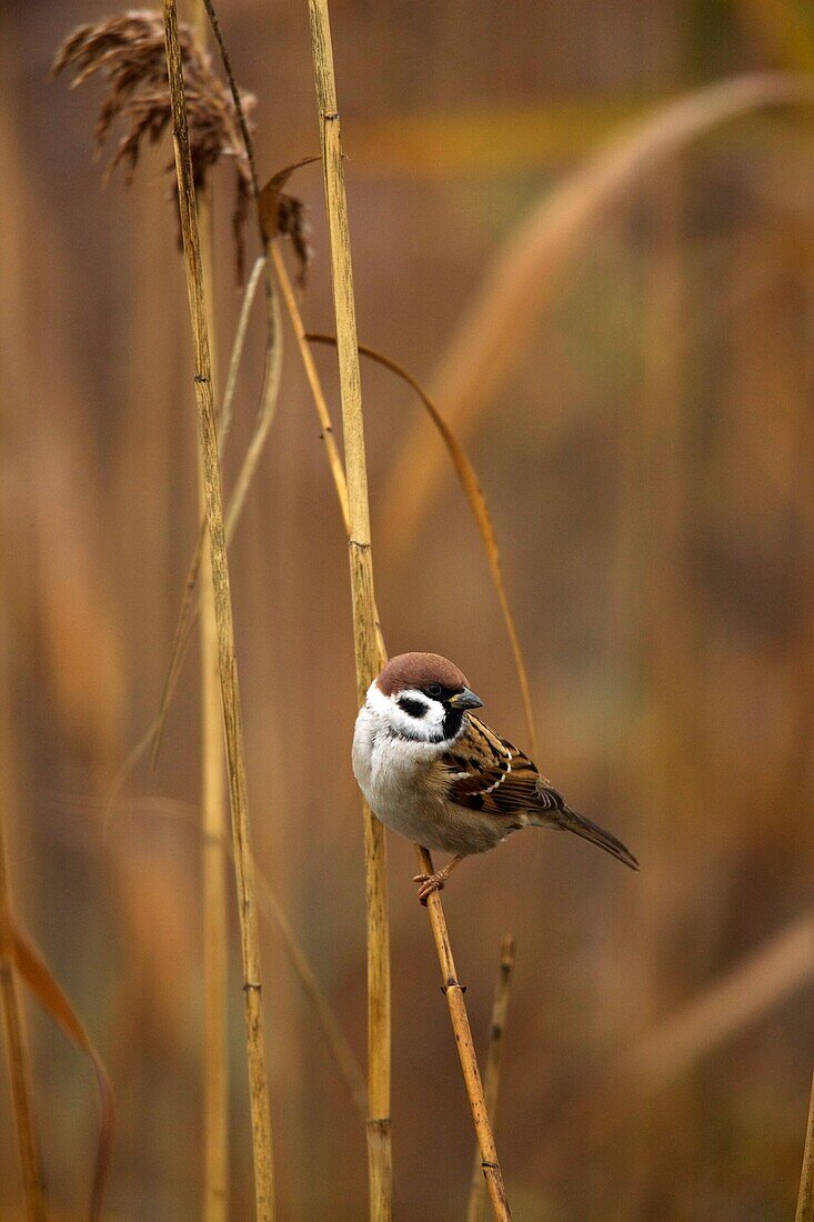 European Tree Sparrow Passer Montanus in reed in fog during fall at the fish ponds of Hortobagy National Park  Europe, Eastern Europe, Hungary, 2008