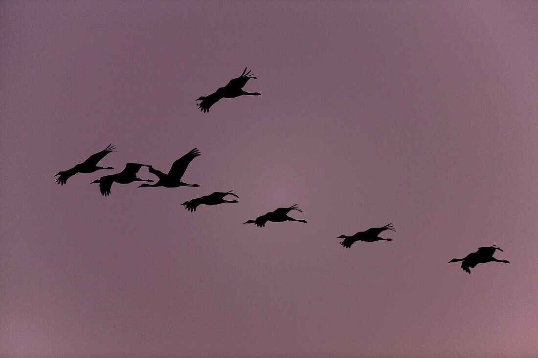 Common Crane Grus grus flying back to their roosting places well after sunset in late dawn flying in typical crane formation against the backdrop of reddish lilac sky  Hortobagy Nationalpark with its fish ponds is one of the most important stop over sites