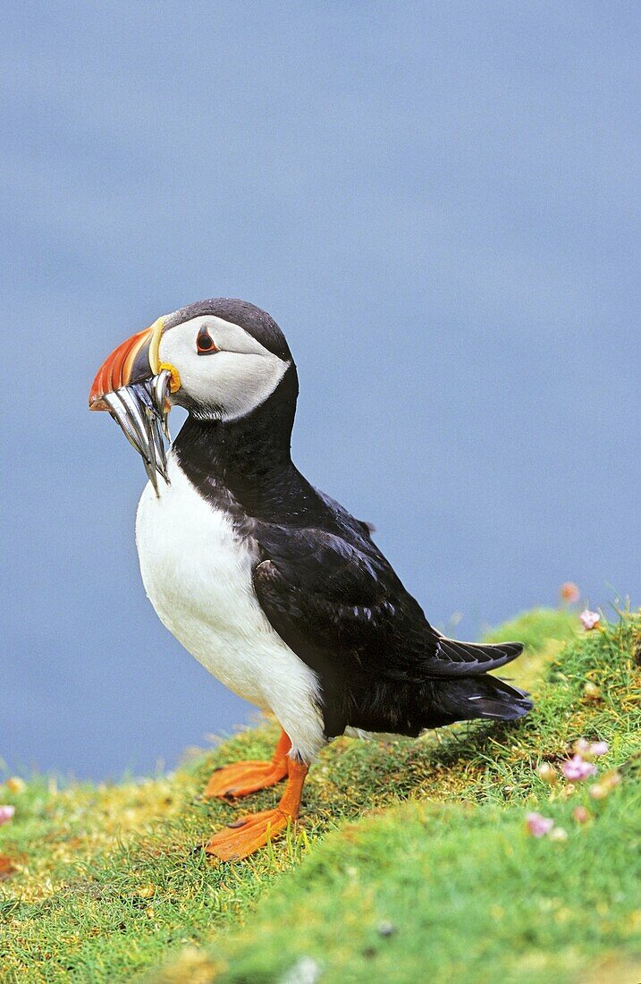 Atlantic Puffin Fratercula arctica on cliff with fish in beak, Fair Isle  Europe, Great Britain, Scotland, Shetland Islands, Fair Isle, May 1999