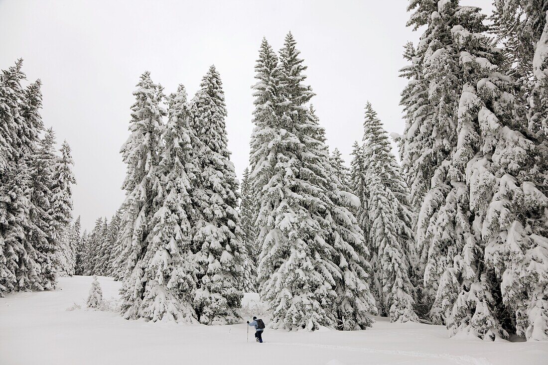 snowshoeing in fresh snow in Switzerland, Lombachalp, under might fir trees covered in snow  Europe, Central Europe, Switzerland, November 2008