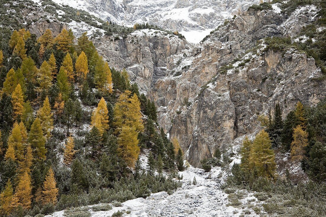 European larch Larix decidua, golden colors during fall in high mountains  Larch forest in Val Zebru with first snow growing at an alluvial fan  Europe, central europe, Italy, Lombardy, October 2009