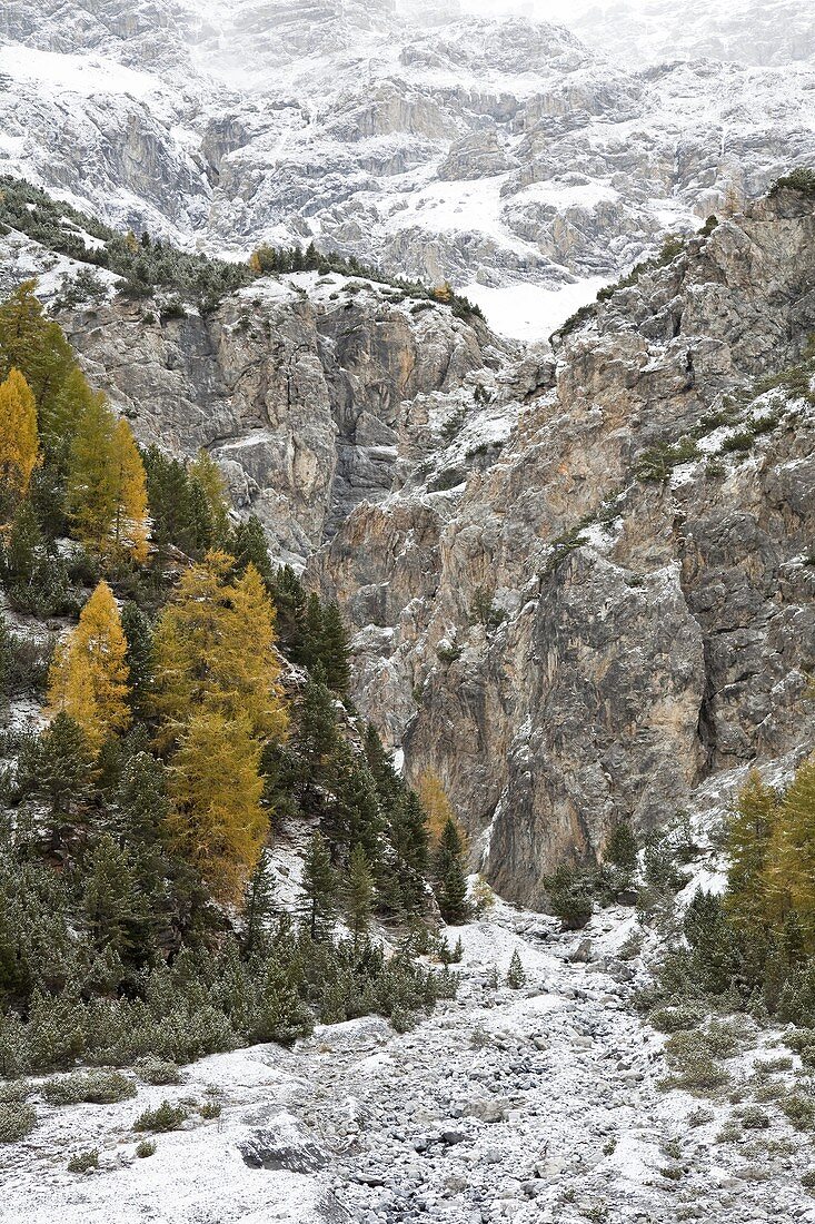 European larch Larix decidua, golden colors during fall in high mountains  Larch forest in Val Zebru with first snow growing at an alluvial fan  Europe, central europe, Italy, Lombardy, October 2009