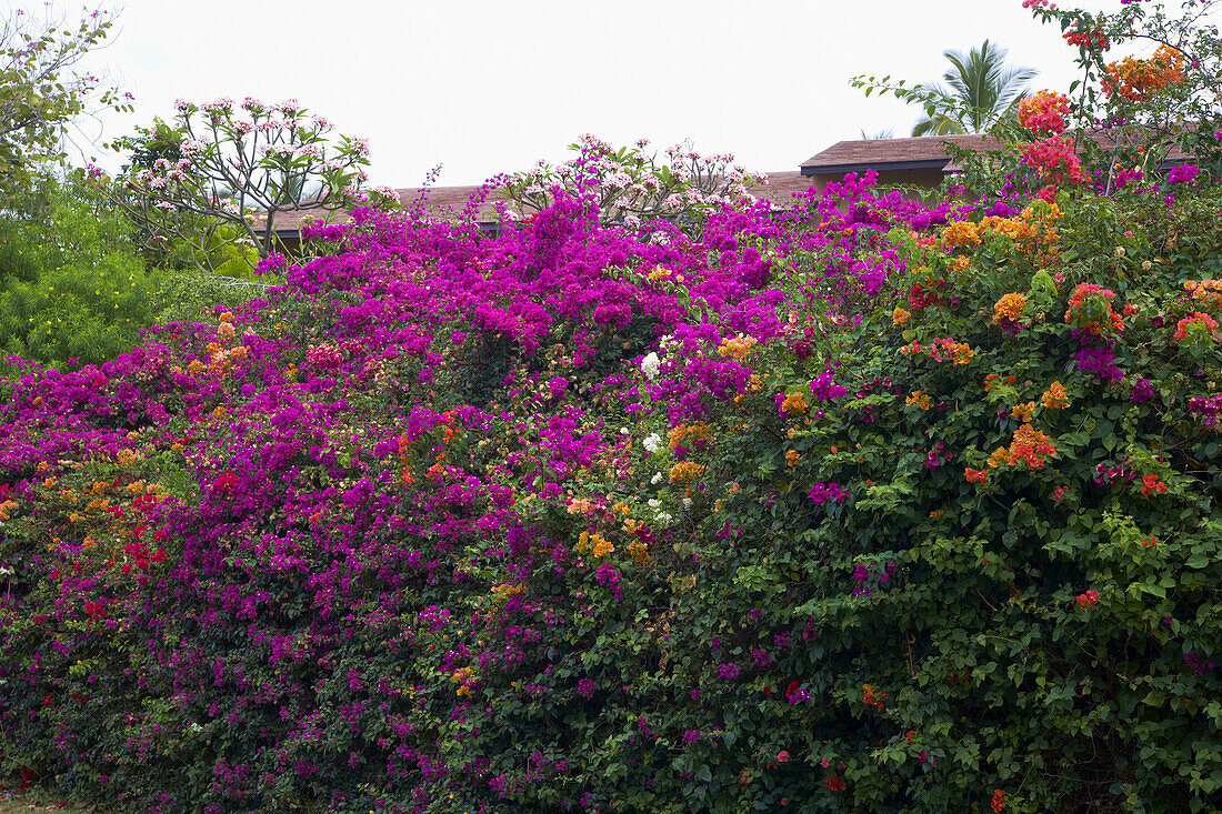 Bougainvilleahecken in Wailea, Insel Maui, Hawaii, USA, Amerika