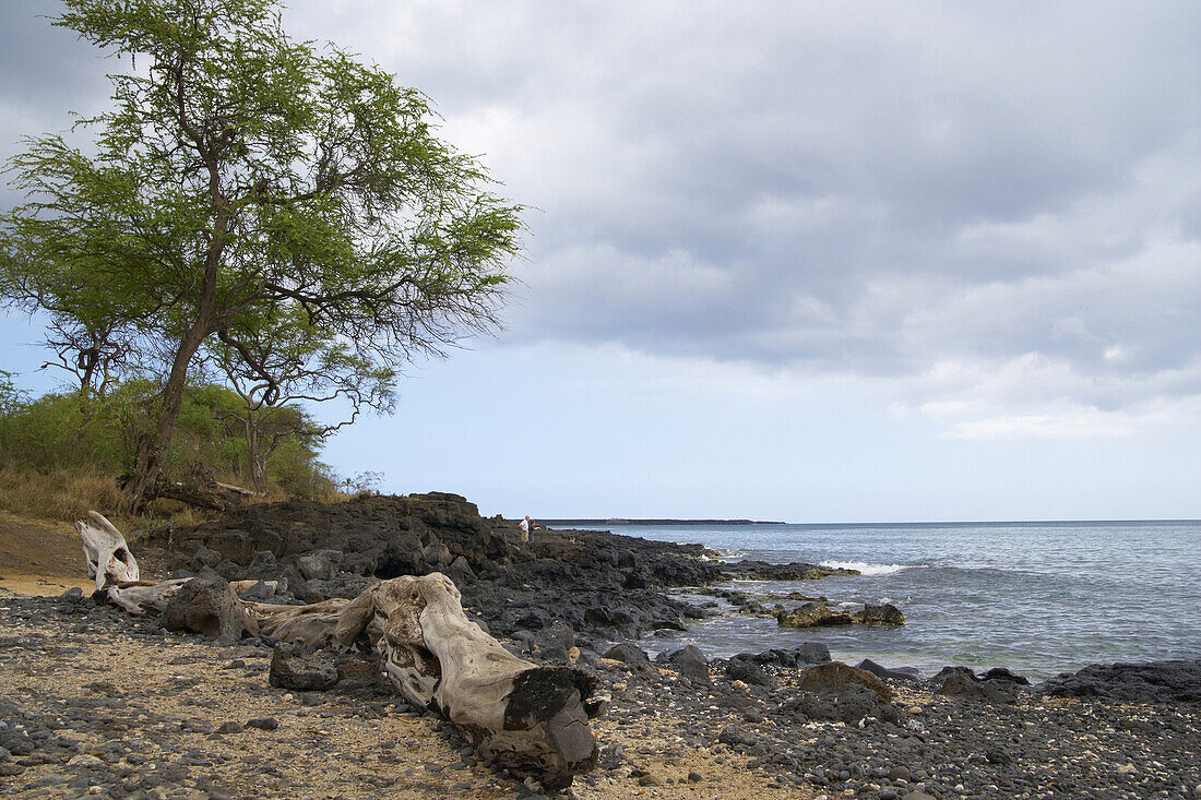 Treibholz und Lava am Strand, Ahihi Kina'u, Landschaftsschutzgebiet, Insel Maui, Hawaii, USA, Amerika