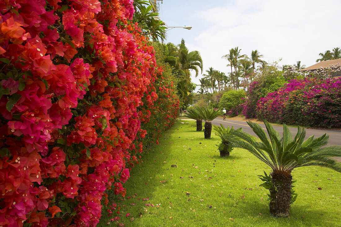 Bougainvillea flowers at Wailea, Maui, Hawaii, USA, America