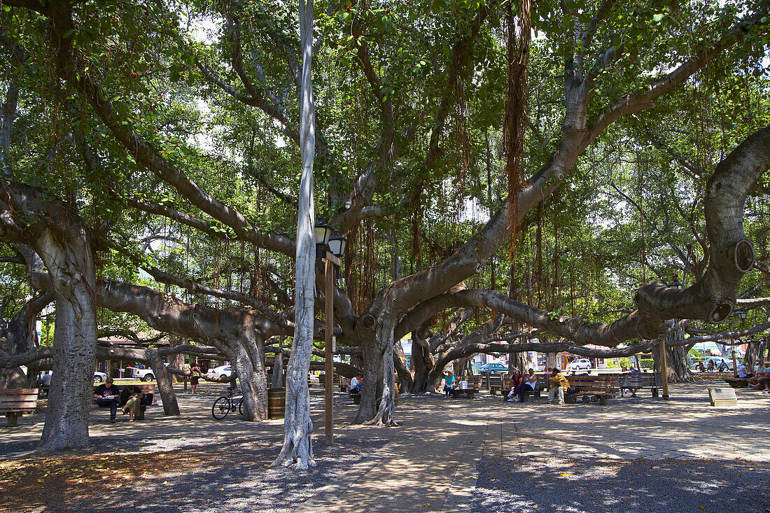 Big shady Banyan Tree at Lahaina, Maui, Hawaii, USA, America