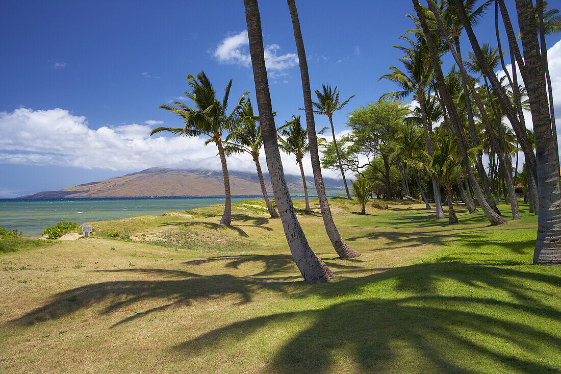 Palmen im Mai Poina'Oe La'u State Park, Pu'u Kukui, Nord Kihei, Insel Maui, Hawaii, USA, Amerika