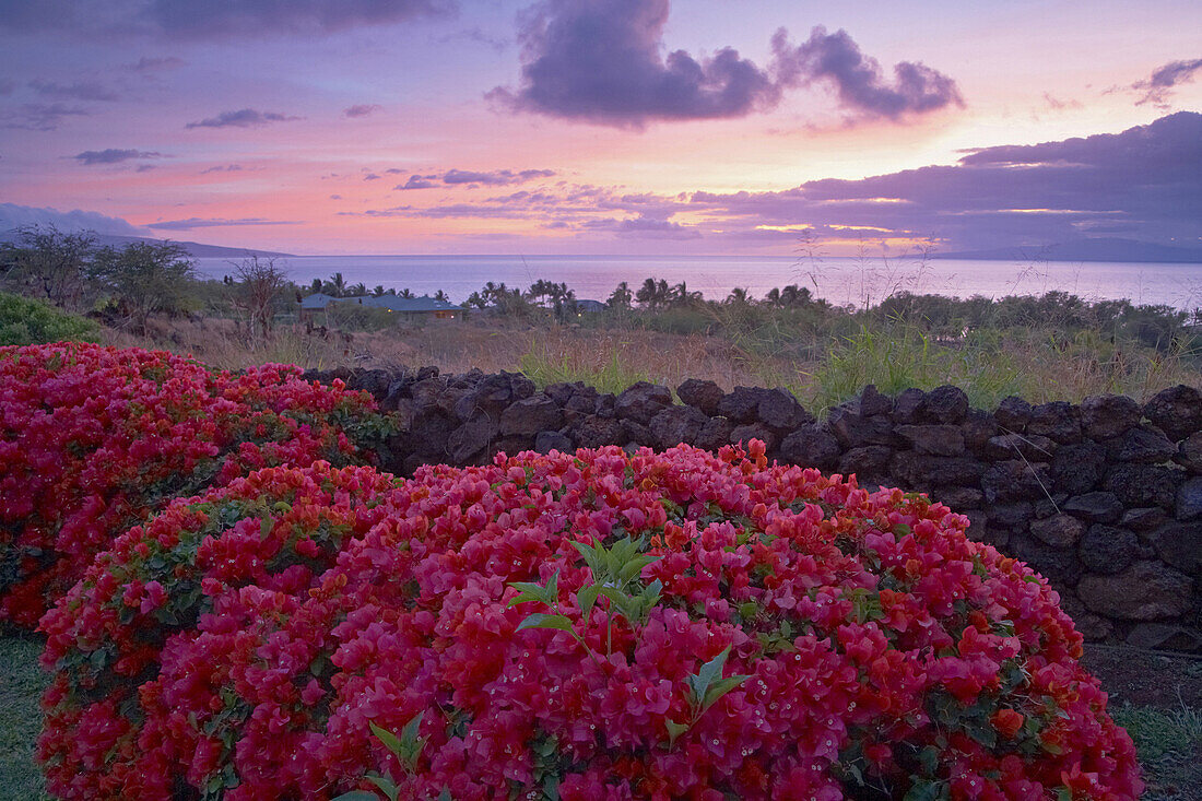 Bougainvilleahecke unter Wolkenhimmel am Abend, Insel Maui, Hawaii, USA, Amerika