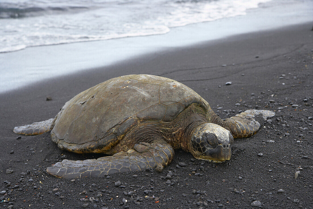 Wasserschildkröte im Punalu'u Beach Park, Big Island, Hawaii, USA, Amerika