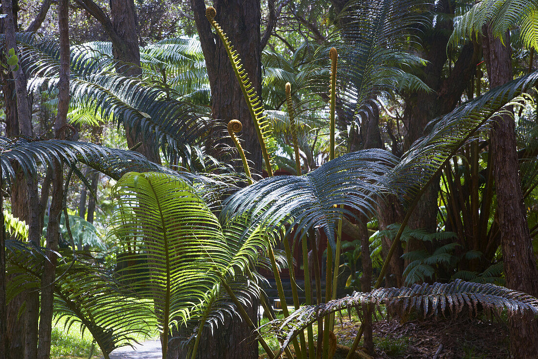 Ferns in the sunlight, Hawaii Volcanoes National Park, Big Island, Hawaii, USA, America