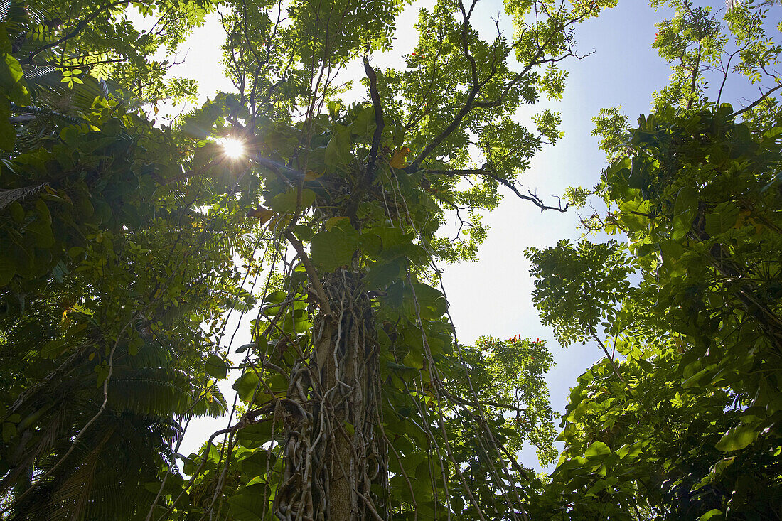 Low angle view at trees at tropical forest, Big Island, Hawaii, USA, America