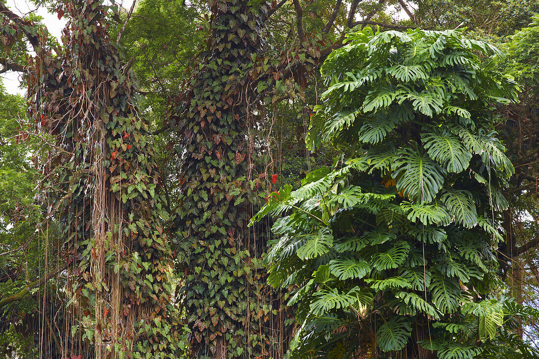 Überwachsene Bäume im Akaka Falls State Park, Big Island, Hawaii, USA, Amerika