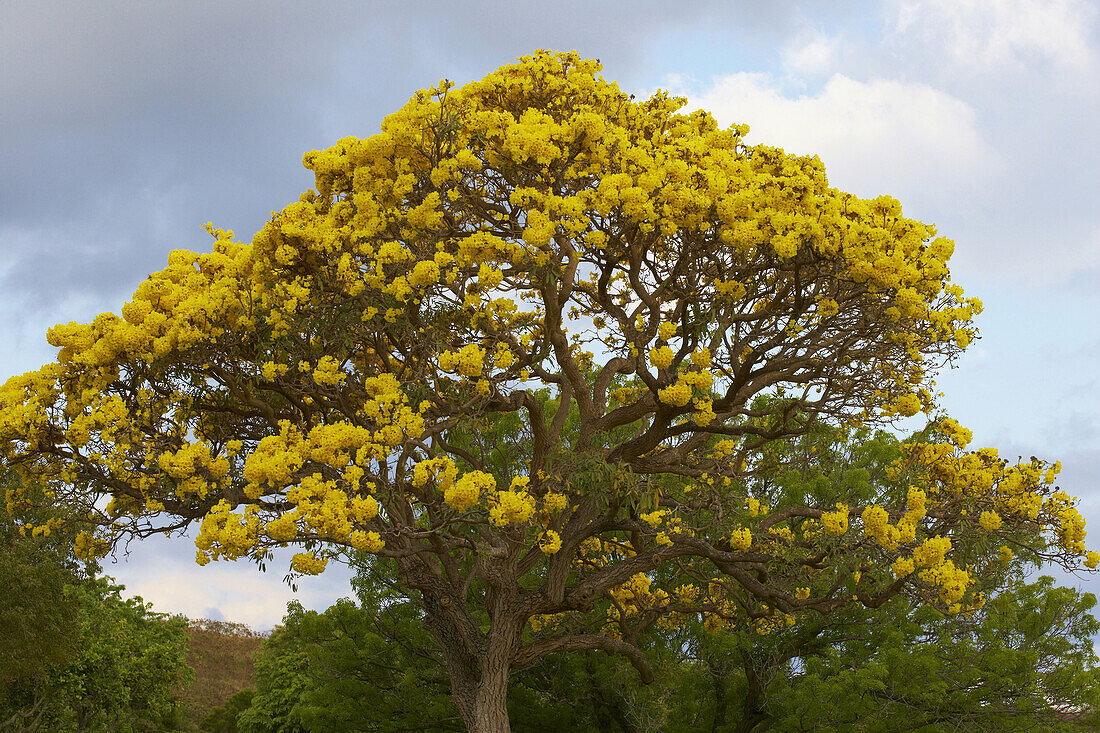 Blossoming tree at Punchbowl Crater in the evening, Honolulu, Oahu, Hawaii, USA, America