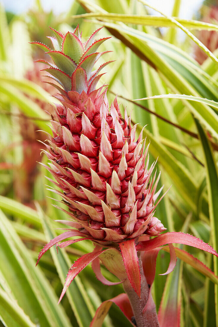 Close up of a pineapple at Dole plantation Hawaii, Oahu, Hawaii, USA, America