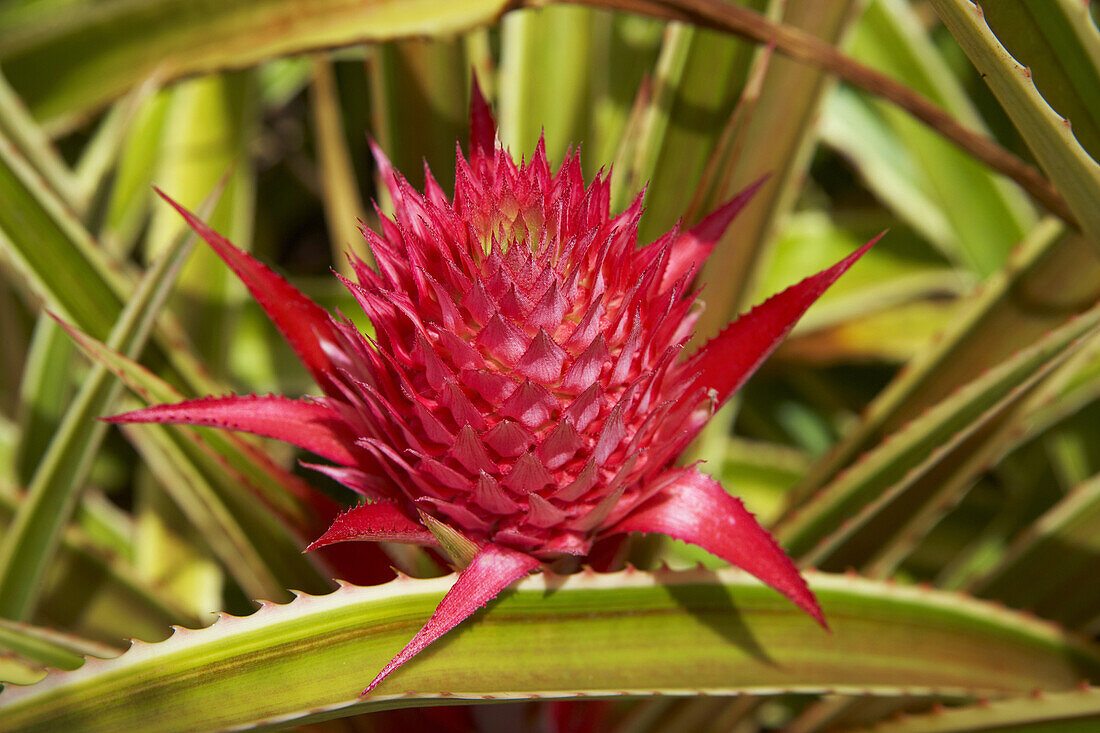 Nahaufnahme von Ananas auf der Dole Plantage Hawaii, Oahu, Hawaii, USA, Amerika