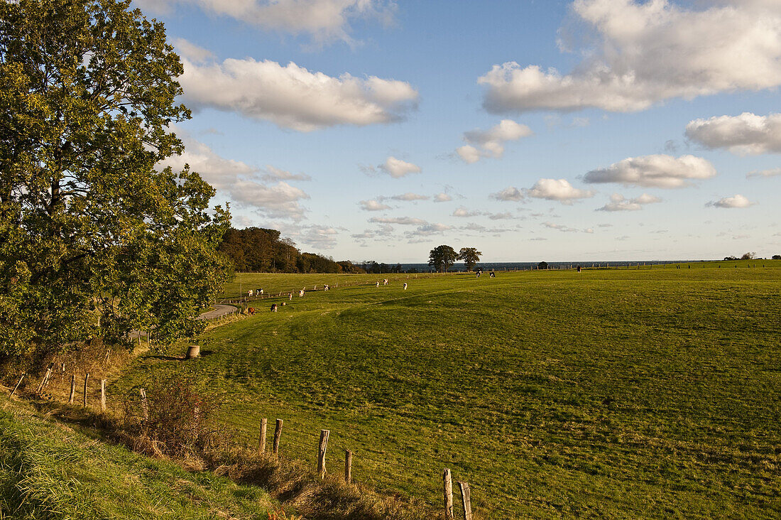 Landschaft bei Dänisch Nienhof, Schwedeneck, Schleswig-Holstein, Deutschland
