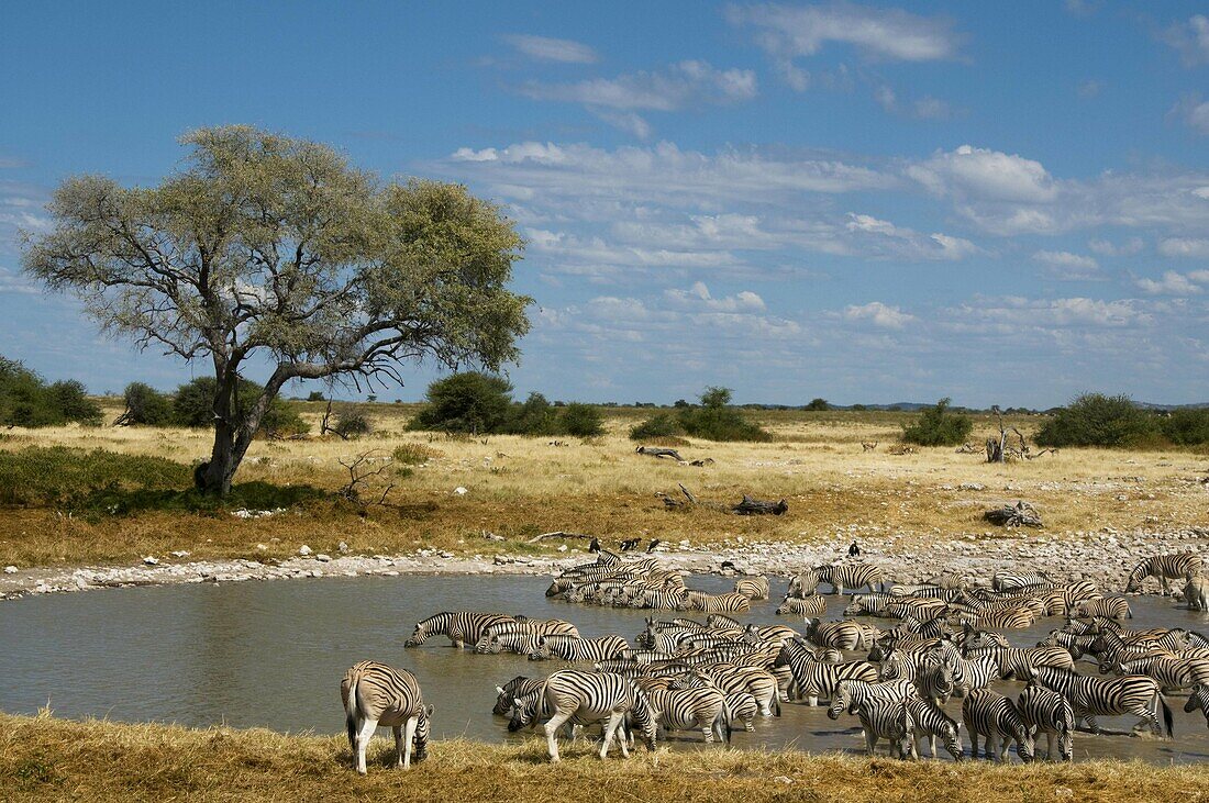 Herd of Burchells zebras drinking at a waterhole in Etosha National Park in Namibia