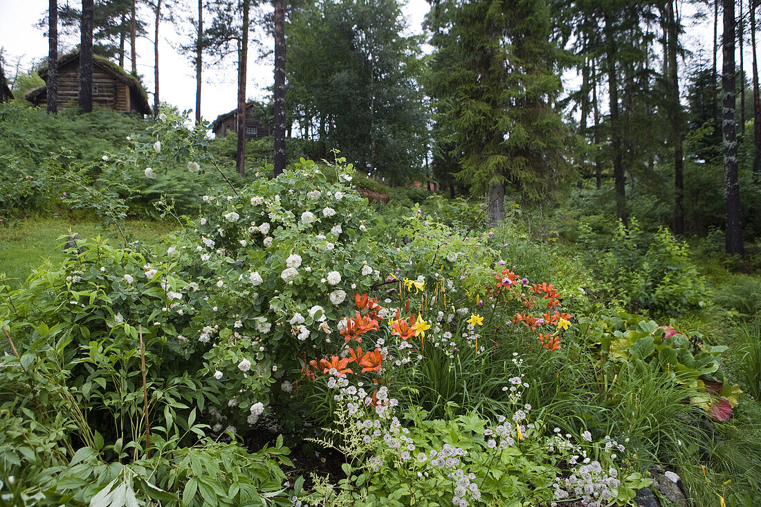 Garden at Sunnmore Open-Air Museum, Alesund, More og Romsdal, Norway, Europe