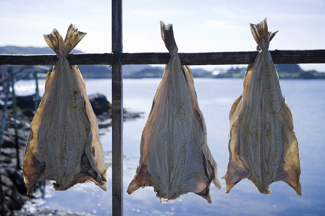 Drying Stockfish, Sund, Flakstadoy, Lofoten, Nordland, Norway, Europe