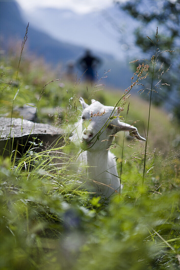 Baby Goat, Geiranger, More og Romsdal, Norway, Europe