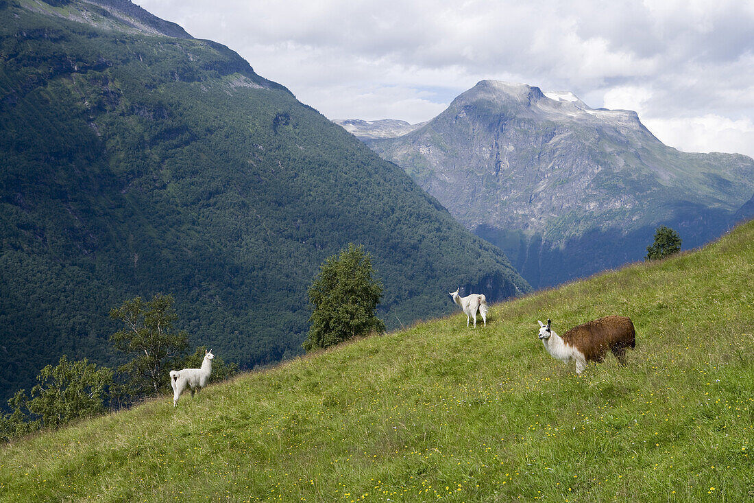 Alpakas auf Bergalm, Geiranger, More og Romsdal, Norwegen, Europa