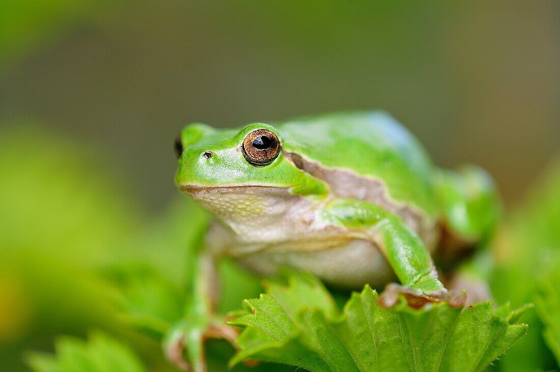 Common Treefrog Hyla arborea kretensis is quite common on Crete