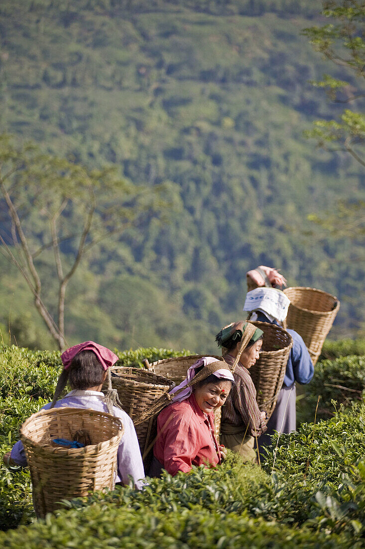 India, West Bengal, Kurseong, Goomtee Tea Estate, Women tea picking
