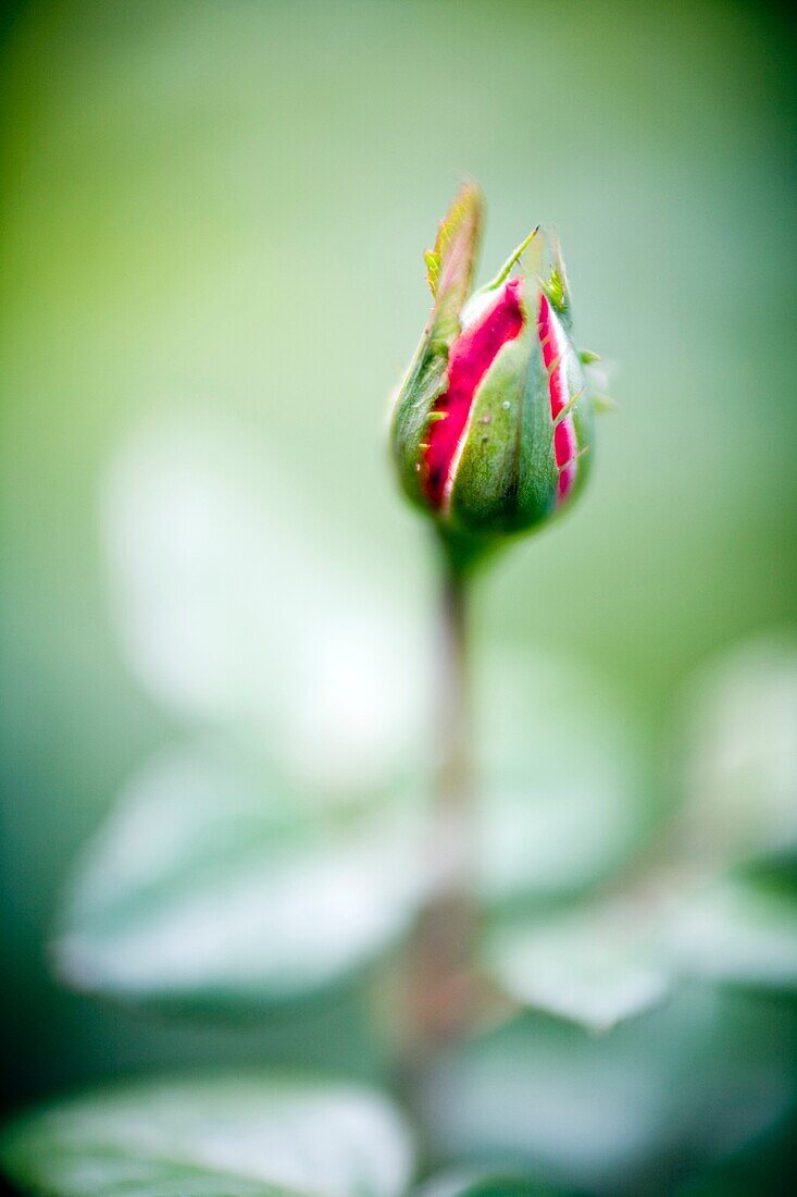 Rose bud, Seville, Spain, rose, plant, flower, bud, new