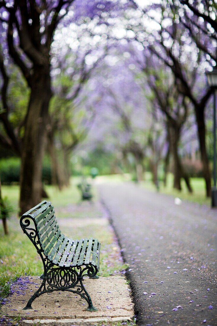 Empty bench in a park, Seville, Spain