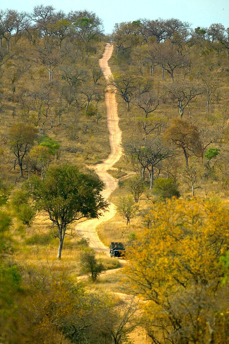 Kenya. Masai Mara. Game Track