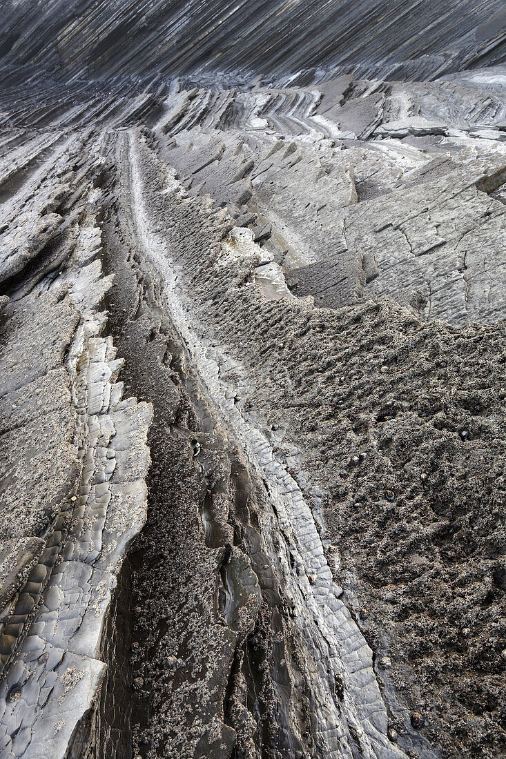 Flysch at Punta Mendata, Deva, Guipuzcoa  Gipuzkoa), Basque Country, Spain