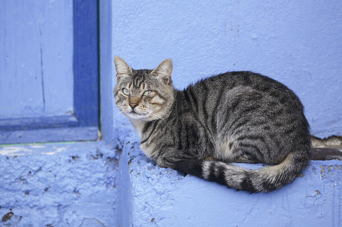 Hauskatze sitzt auf Mauer, Griechenland