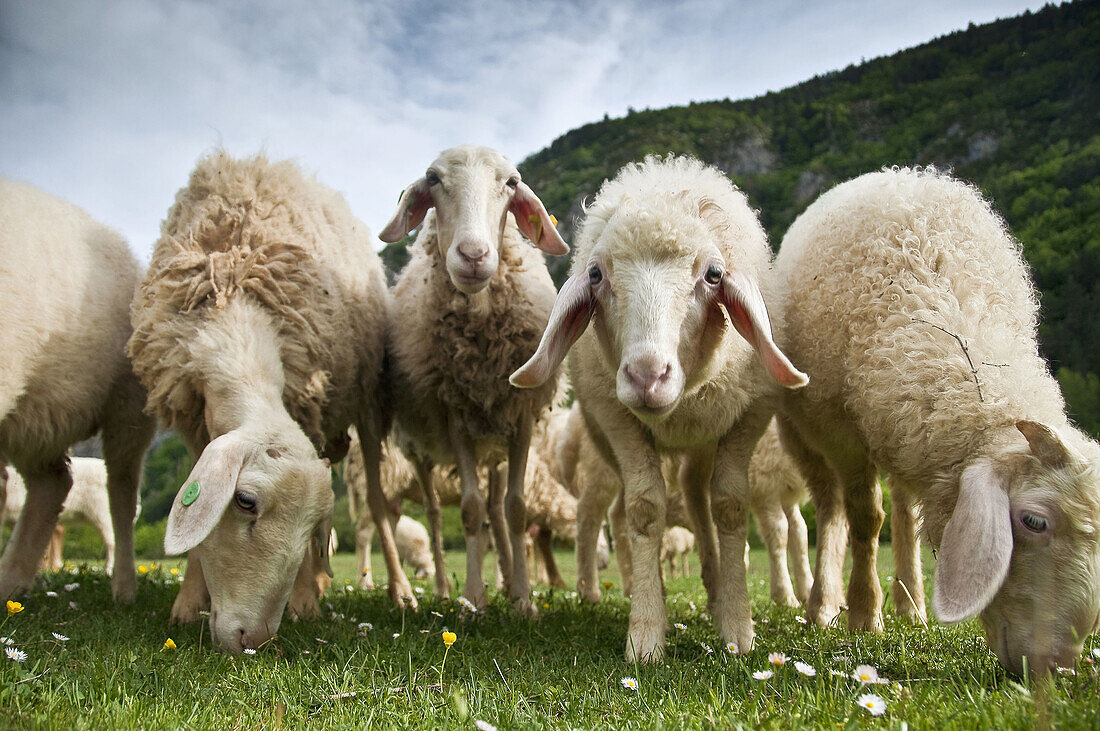 Rebaño de ganado ovino, raza Assaf, prolífica y gran productora de leche para queso  Ansó Huesca