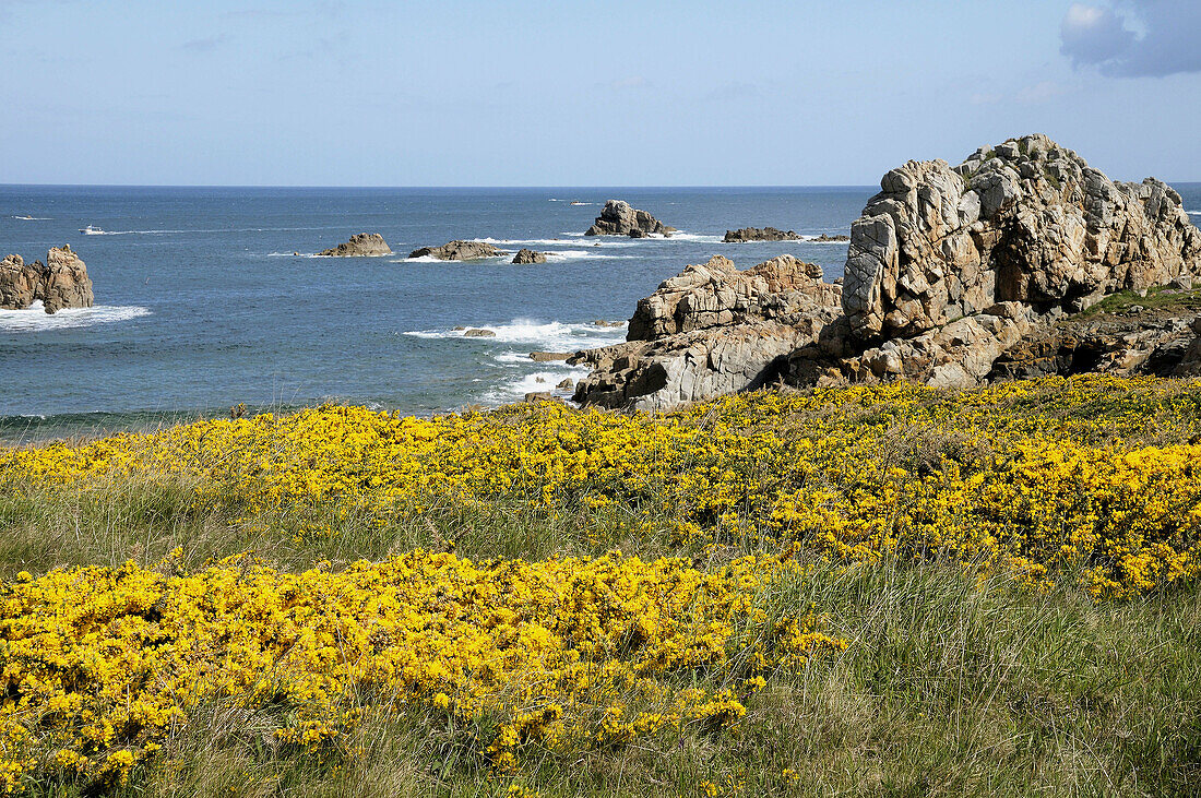 France, Brittany, Plougrescant 22  On the path of the ´Circuit des Ajoncs´