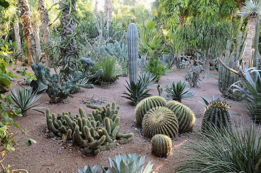 Morocco, Marrakech  Majorelle garden, cacti