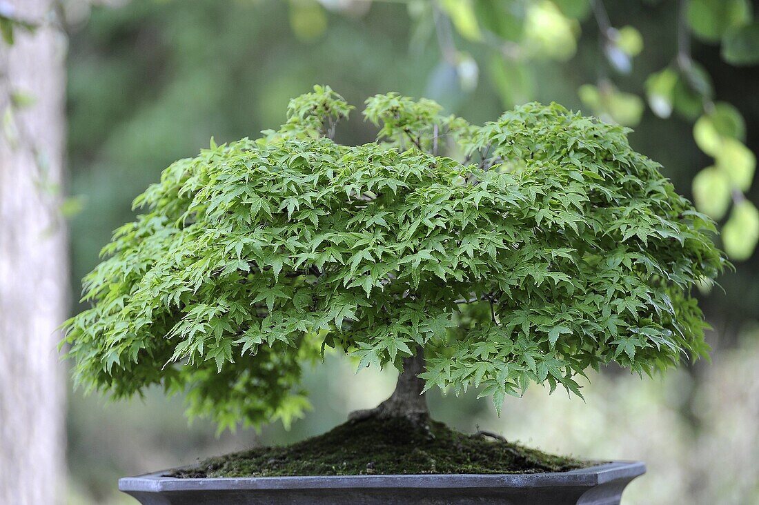 Bonsai, Color, Colour, Culture, Diversity, Ecology, Fragility, Green, Grow, Harmony, Horizontal, Leaf, Life, Little, Mini, Miniature, Nature, Plant, Purity, Season, Tree, Vegetal, XW6-921881, agefotostock 