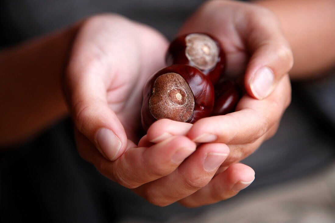A pair of hands holding horse chestnuts or conkers