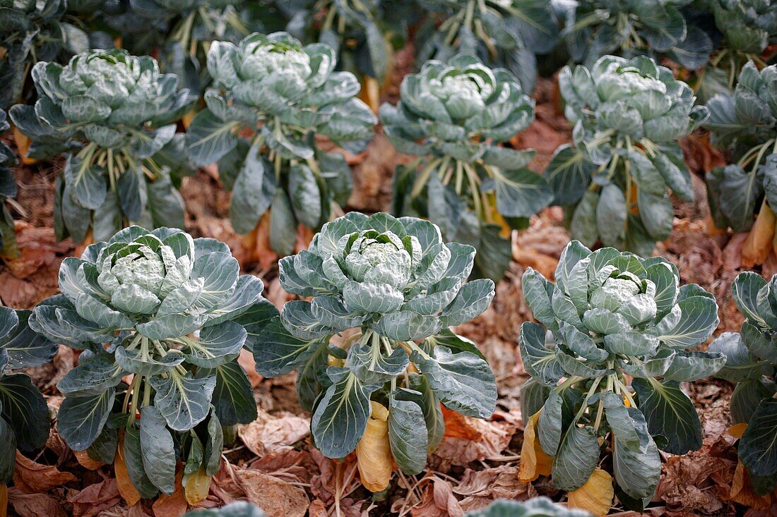 Cabbages growing in a field