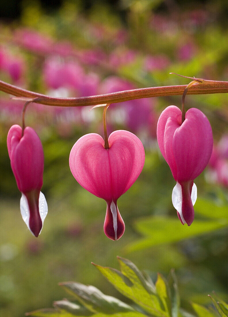 Herzförmige Blüten, Nahaufnahme